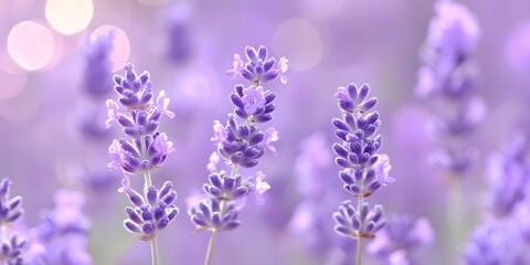 Obraz premium lavender flowers close up