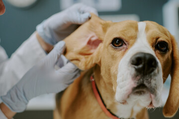 Close-up of a veterinarian inspecting ear canal of a golden brown dog with professional care, wearing white gloves, creating a peaceful and safe environment for the dog