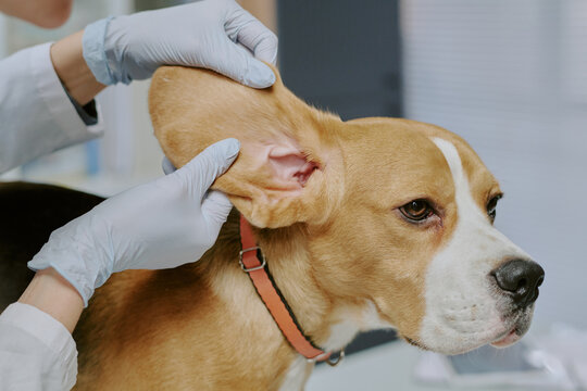 Veterinarian examining ear of dog with gloved hands, ensuring pet's health in clinical setting, animal displaying calm and cooperative behavior during medical checkup