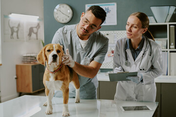 Veterinarians examining a Beagle on exam table in modern vet clinic. Two professionals wearing medical uniforms, one holding a tablet, performing a routine checkup on the dog