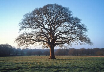 Obraz premium A large tree stands in a field with a clear blue sky above it