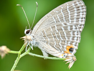 The common blue butterfly (Jamides celeno), macro shot of a butterfly perched on a flower