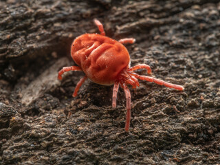 Makroaufnahme einer Roten Samtmilbe (Trombidium holosericeum) auf einem alten Holzstück.