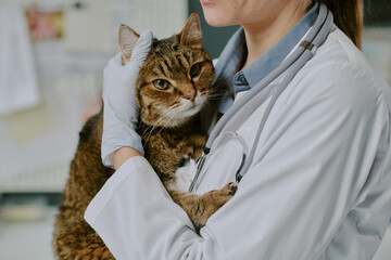 Veterinarian wearing white coat holding a cute brown cat during routine medical examination. Veterinary clinic environment visible in background