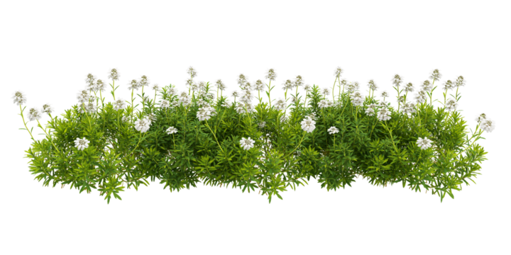 set of shrubs, 3D rendering with transparent background, for illustration, digital composition, architecture visualization
