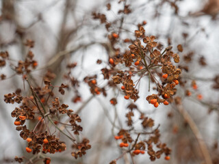 An den kleinen Zweigen des Pfaffenhütchens (Euonymus europaeus) hängen reife orangefarbene Früchte.