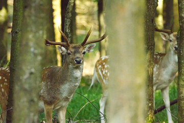 deer between dense trees, white stag in the background, stag with big antlers in the forest, stags between tall trees, big eyes of a deer, deer in the thicket