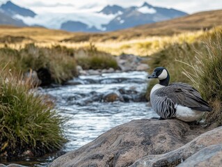 Fototapeta premium A barnacle goose resting by a rocky stream flowing through the Argentinian wilderness.