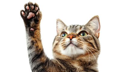 Curious cat raising its paw in a playful gesture against a bright white background