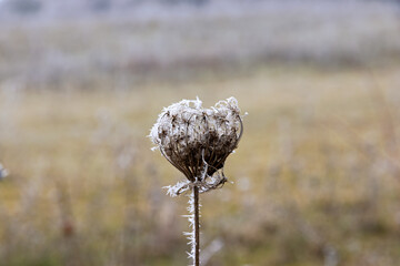 Frozen and frost-covered flower of a thistle in winter