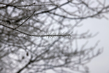 Frozen and frost-covered branch of a tree with sharp ice crystals