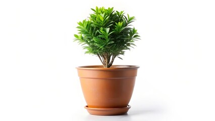 Potted Plant on White Background