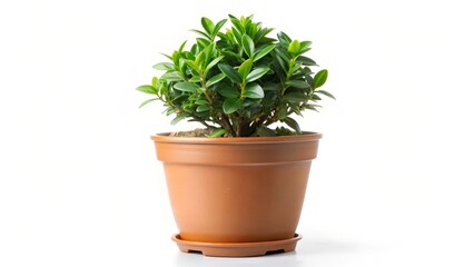 Potted Plant on White Background