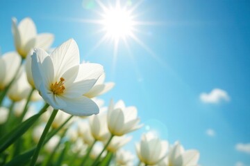 Sunlight filtering through white petals against a brilliant blue sky, filter, color