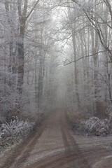 Frozen and snow-covered forest with heavy fog in Baden-Wuerttemberg