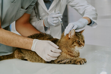 Veterinary professionals administering a vaccination for a calm tabby cat. Cat sitting patiently on...