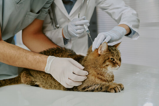 Veterinary professionals administering a vaccination for a calm tabby cat. Cat sitting patiently on examination table while receiving care from attentive veterinarians