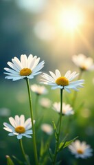 Sunlit daisies with delicate petals swaying gently in the breeze, blue, spring