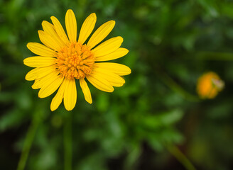 マーガレットコスモスの花2