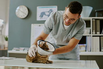 Veterinarian wearing glasses and scrubs examining cat with protective cone in modern clinic...