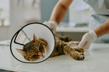 Veterinarian examining the cat wearing cone on examination table, ensuring health and wellbeing of...