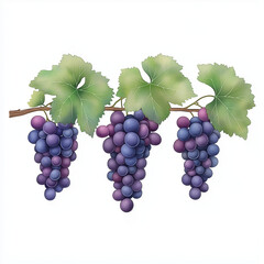 Fototapeta premium A vineyard during grape harvest, scenic landscape illustration, watercolor style, isolated on white background