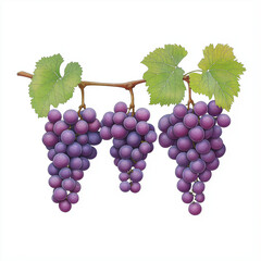 Fototapeta premium A vineyard during grape harvest, scenic landscape illustration, watercolor style, isolated on white background