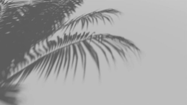 shadow palm leaf in the wind blowing overlay on white wall background wall textures, video background for Product or showcase 4k Resolution