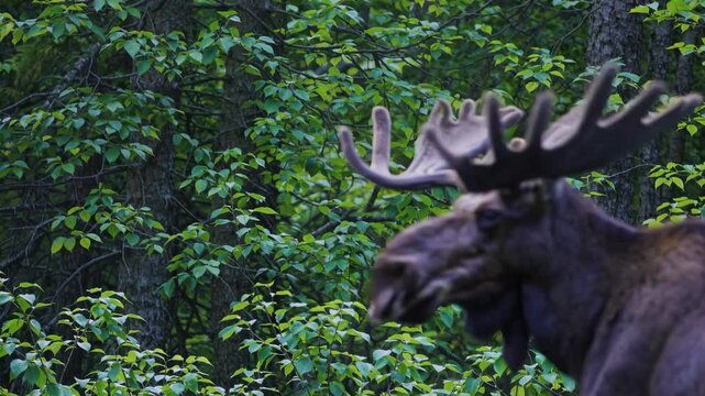 Powerful male moose standing in dense forest, gradually turning antlered head while maintaining direct eye contact with viewer amid lush green foliage