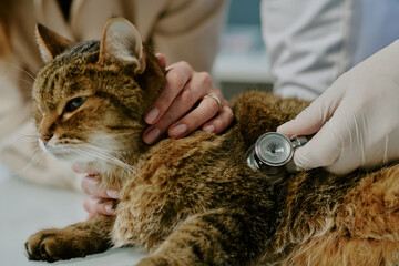 Veterinarian examining a cat's heartbeat using stethoscope on examination table in clinic Creating a calm environment for the feline during medical check-up