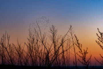 A serene sunset scene with dry grass silhouettes and a distant flock of birds in synchronized...