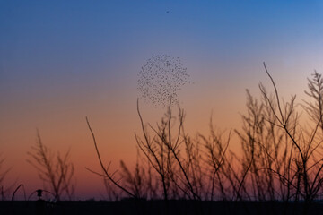 A serene sunset scene with dry grass silhouettes and a distant flock of birds in synchronized...
