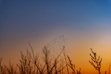 A serene sunset scene with dry grass silhouettes and a distant flock of birds in synchronized...