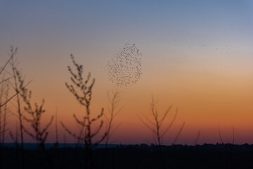 A serene sunset scene with dry grass silhouettes and a distant flock of birds in synchronized...