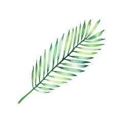 Hand drawn watercolor coconut palm leaf isolated on a white background.
