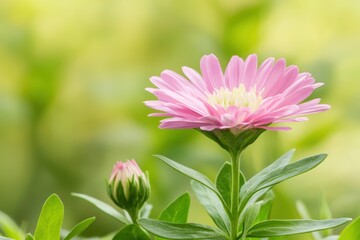 Delicate Pink Flower Blossom in Soft Focus