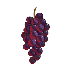 vector drawing bunch of purple grape isolated at white background, hand drawn illustration