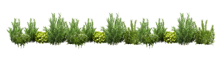 Prairie dropseed Sporobolus heterolepis and Calamagrostis acutiflora (Karl Foerster) grass isolated png on a transparent background premium cutout high resolution