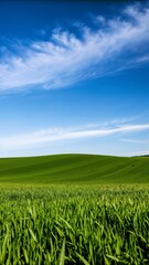 Obraz premium Green Field Under Blue Sky Phone Wallpaper