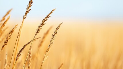 Fototapeta premium Golden Wheat Field at Sunset A Serene Summer Landscape