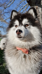 A portrait of an adorable, fluffy Pomsky dog. Siberian Husky mix with Pomeranian. Cute designer dog breed