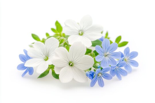 Fototapeta White and blue flowers bouquet, studio shot, isolated, spring, floral design