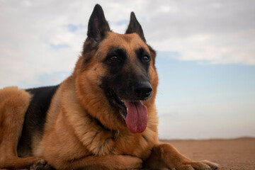 German Shepherd in the Namib Desert sand against a cloudy sky at sunset
