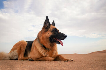 German Shepherd in the Namib Desert sand against a cloudy sky at sunset