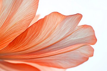 Delicate Flower Petal Close-Up