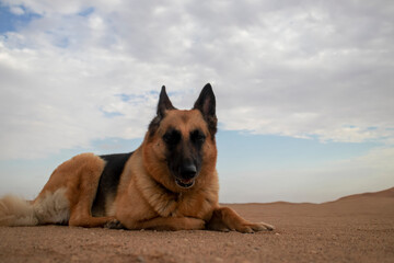 German Shepherd in the Namib Desert sand against a cloudy sky at sunset