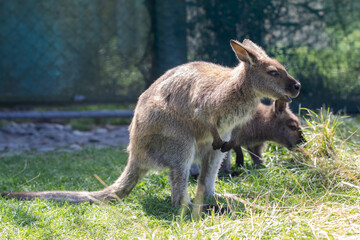 Cute fluffy wallaby in the park. Marsupial mammals. Australia