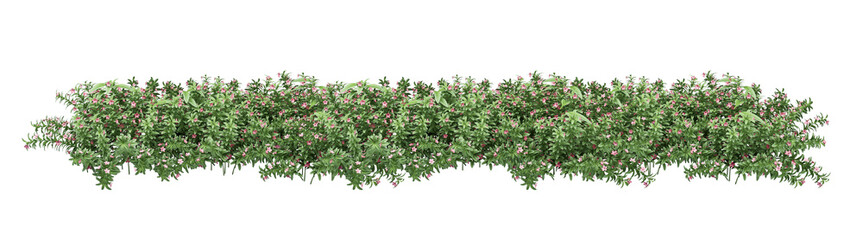 Purple Flower Shrubbery Isolated