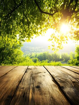 sunset in the forest