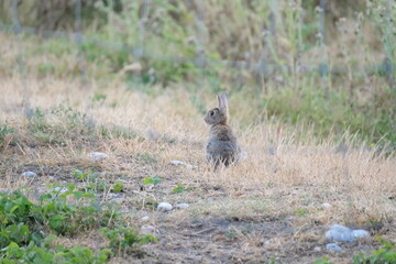 Lapin dans une prairie